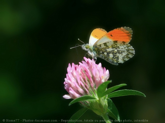 Photo de Papillon - l'aurore