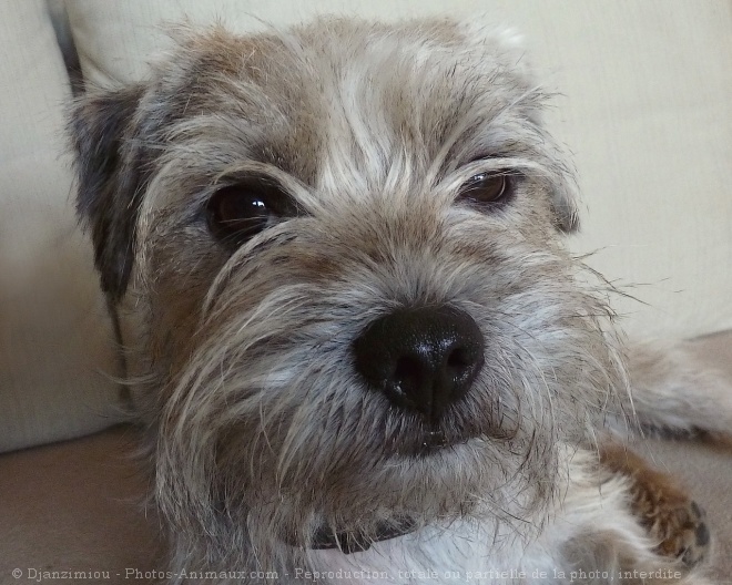 Photo de Border terrier