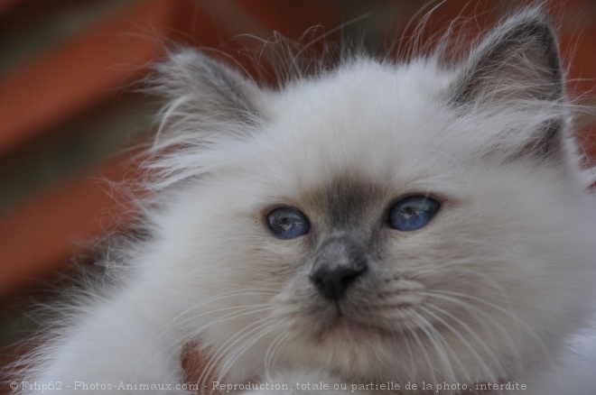 Photo de Sacr de birmanie