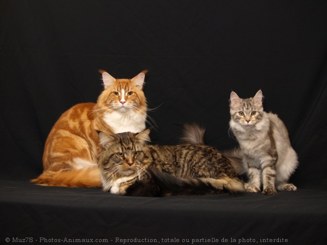 Photo de Maine coon