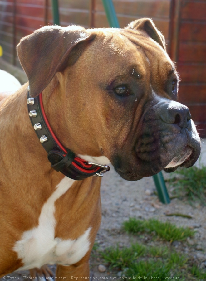 Photo de Boxer