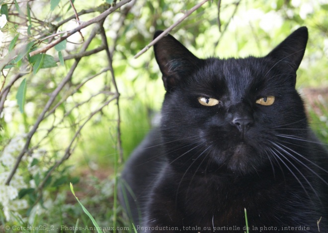 Photo de Chat domestique