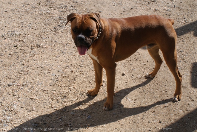 Photo de Boxer