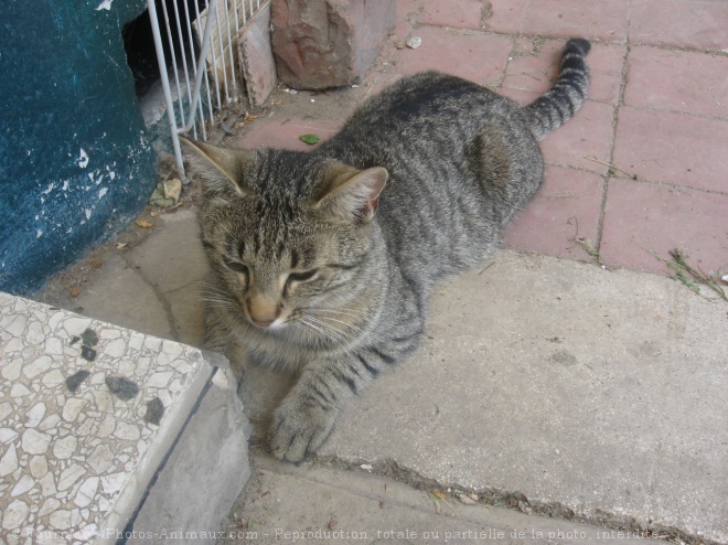 Photo de Chat domestique