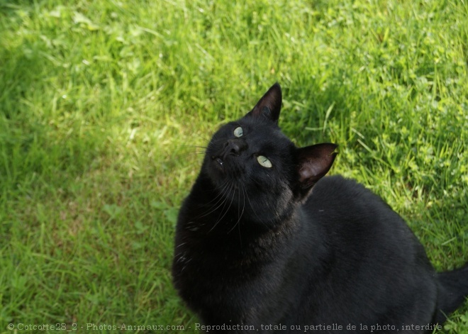 Photo de Chat domestique