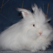 Photo de Lapin