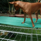 Photo de Pinscher nain