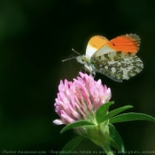 Photo de Papillon - l'aurore