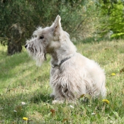 Photo de Scottish terrier