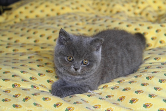 Photo de British shorthair