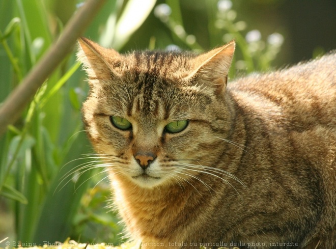 Photo de Chat domestique