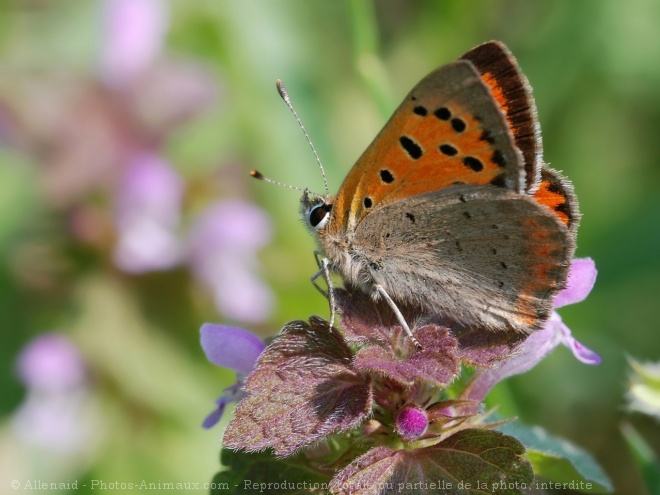 Photo de Papillon