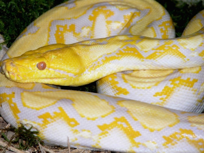 Photo de Python