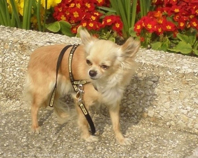 Photo de Chihuahua  poil long