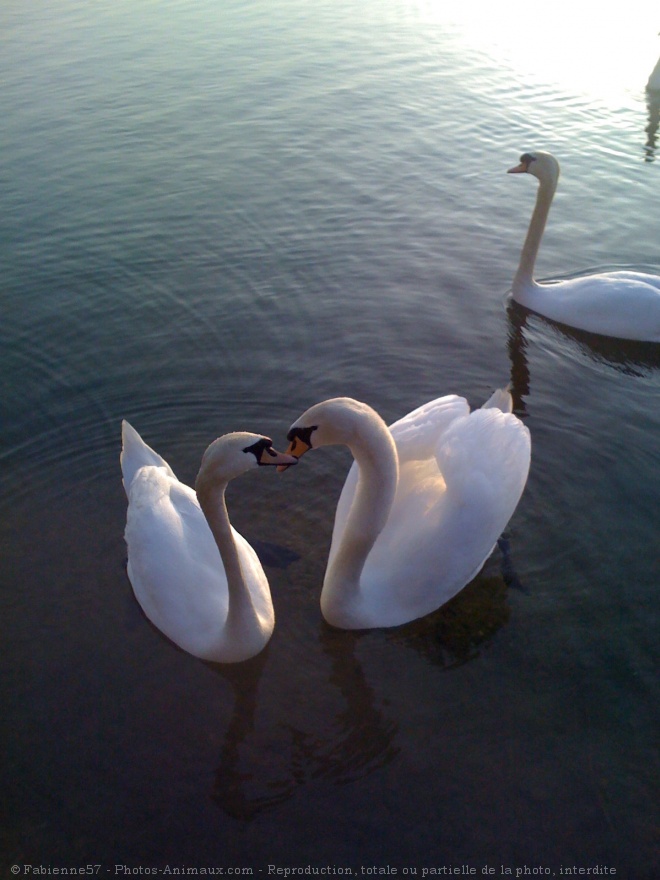 Photo de Cygne