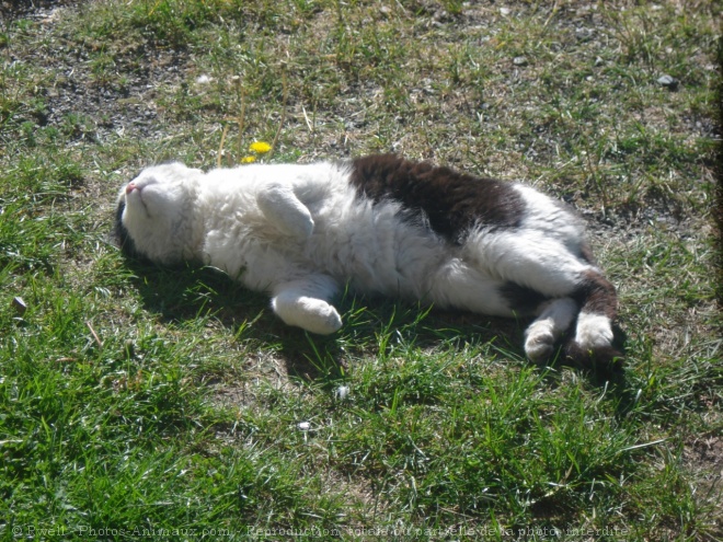 Photo de Chat domestique