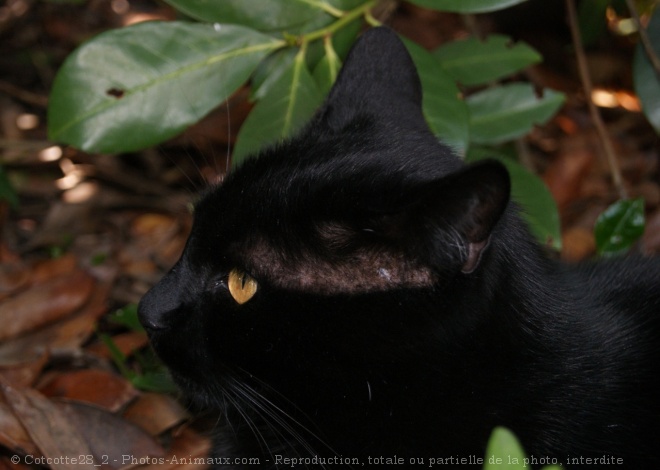 Photo de Chat domestique