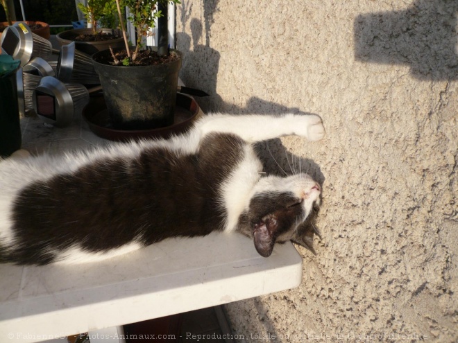 Photo de Chat domestique