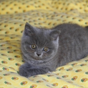 Photo de British shorthair