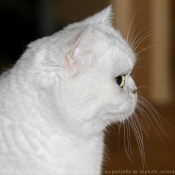 Photo d'Exotic shorthair