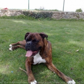 Photo de Boxer