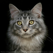 Photo de Maine coon