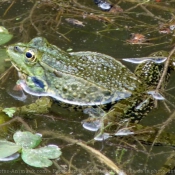 Photo de Grenouille verte commune