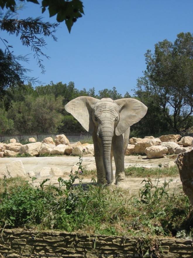 Photo d'Elphant d'afrique