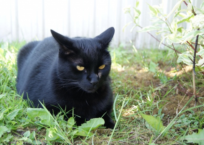 Photo de Chat domestique