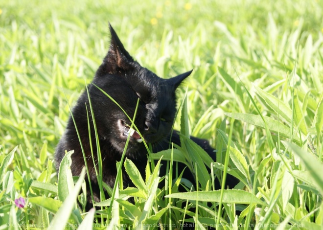 Photo de Chat domestique