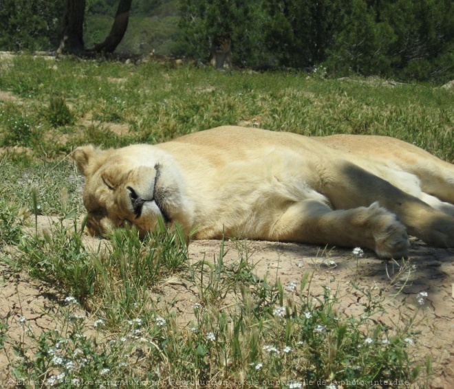 Photo de Lion