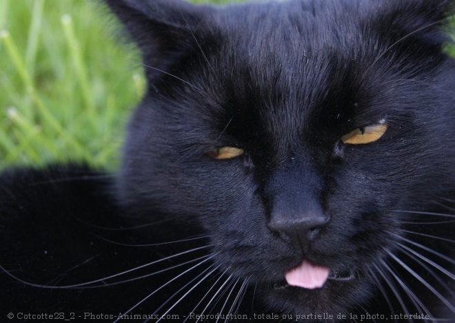 Photo de Chat domestique