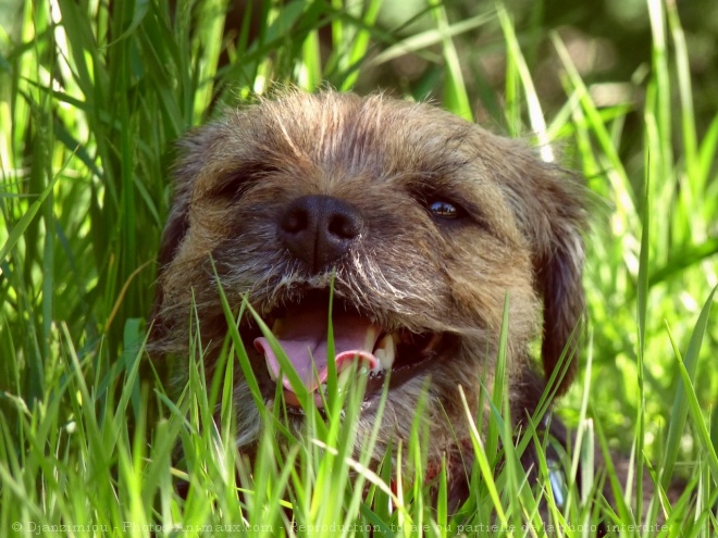 Photo de Border terrier