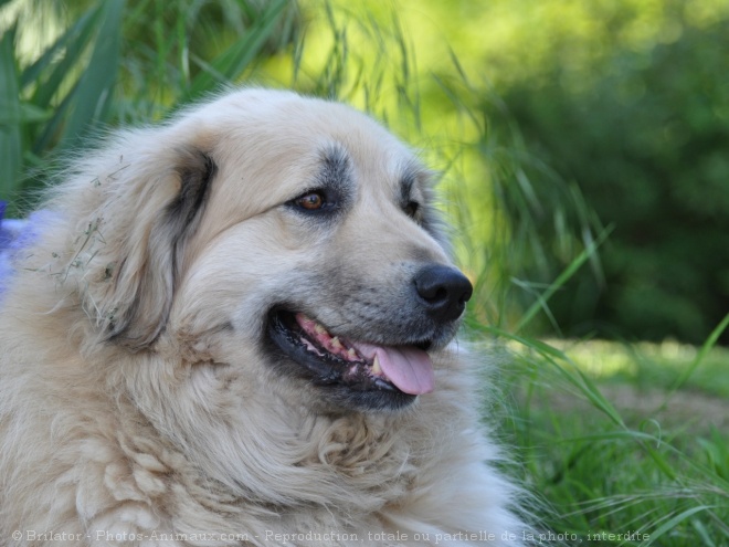 Photo de Chien de berger yougoslave de charplanina