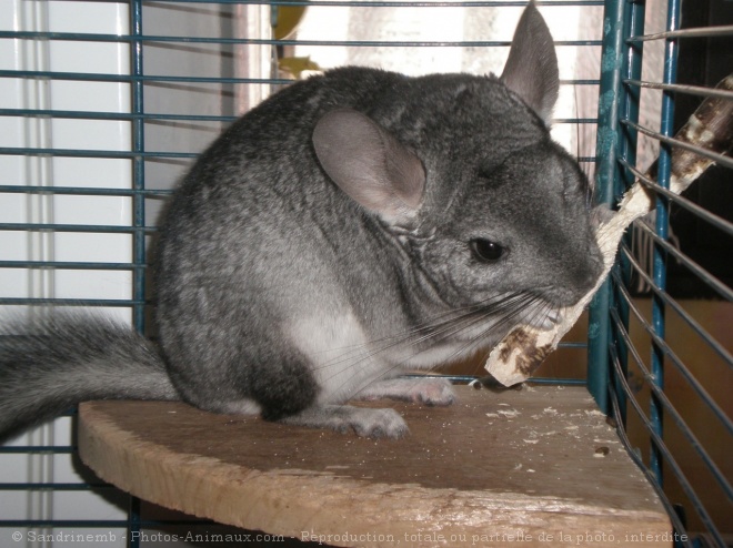 Photo de Chinchilla