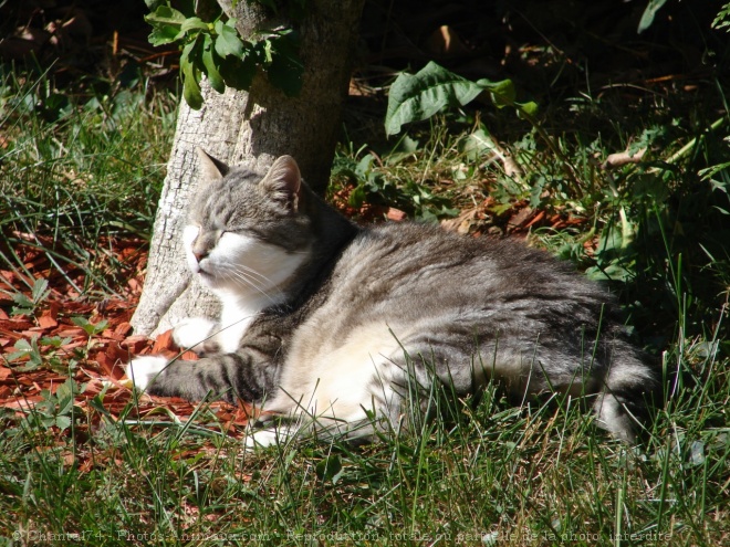 Photo de Chat domestique