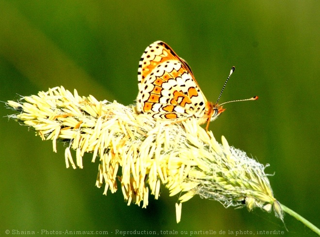 Photo de Papillon