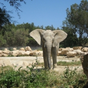 Photo d'Elphant d'afrique