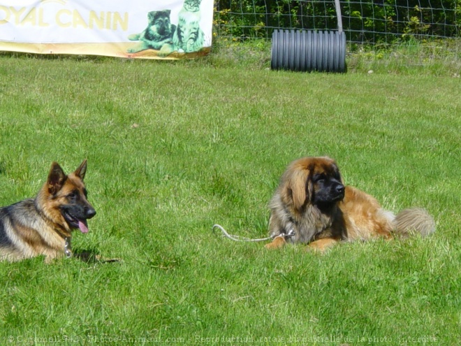 Photo de Leonberg