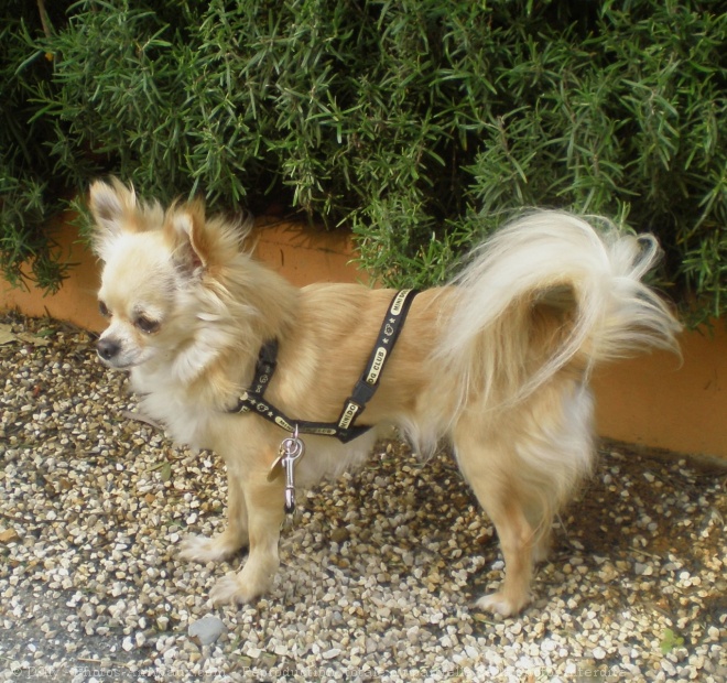 Photo de Chihuahua  poil long