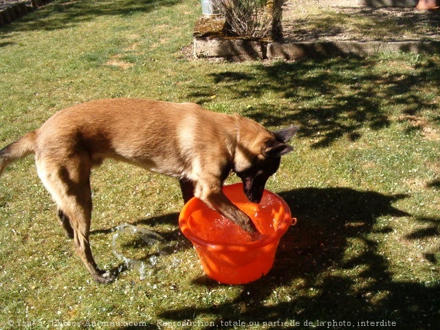 Photo de Berger belge malinois