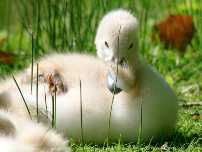 Photo de Cygne