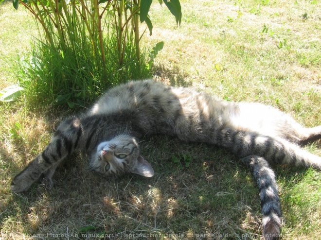 Photo de Chat domestique