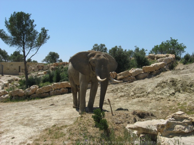 Photo d'Elphant d'afrique