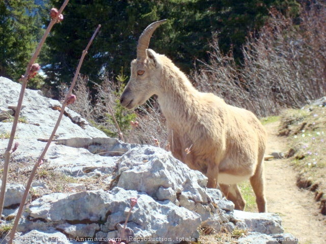 Photo de Bouquetin