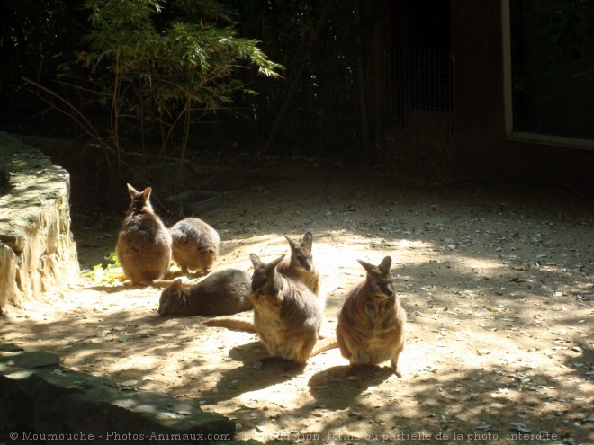 Photo de Wallaby