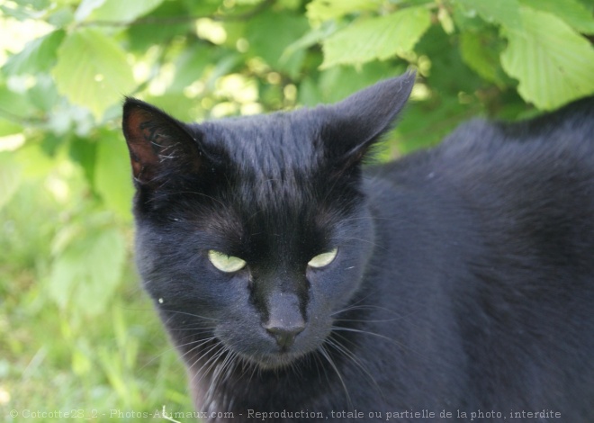 Photo de Chat domestique