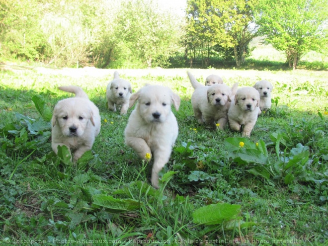 Photo de Golden retriever