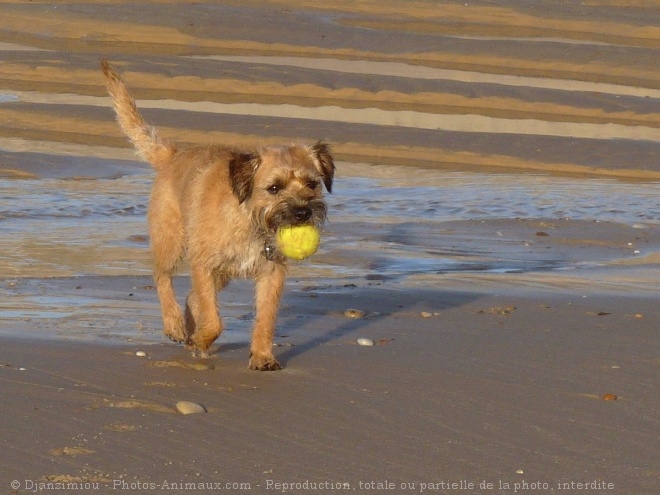 Photo de Border terrier