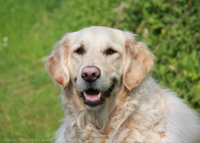 Photo de Golden retriever